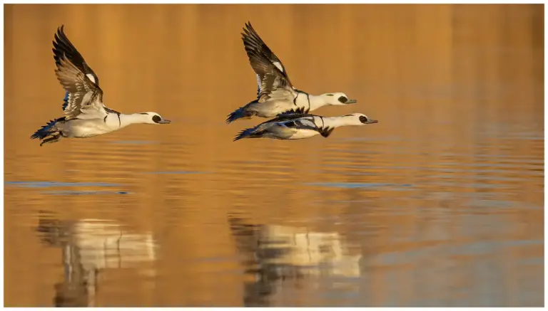 Salskrake - (Smew) - hanar