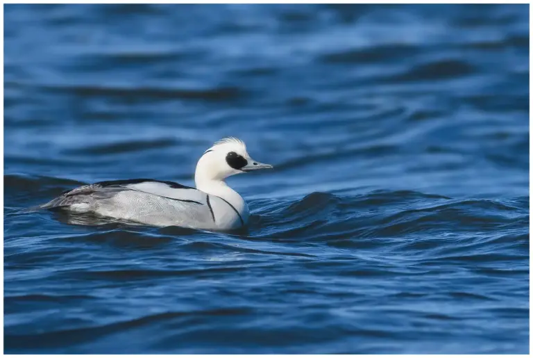 Salskrake - (Smew) - hane simmar