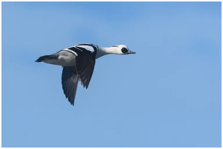 Salskrake - (Smew) - flygande hane