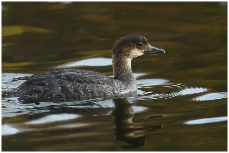 Salskrake - (Smew)