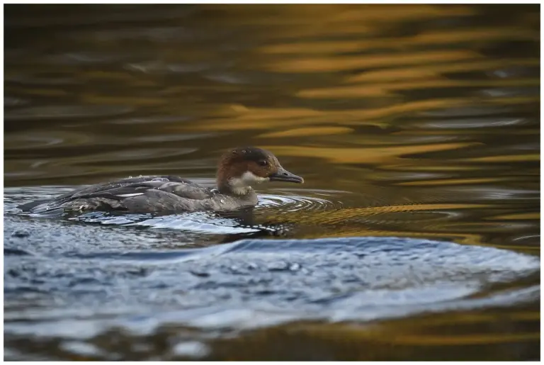 Salskrake - (Smew)