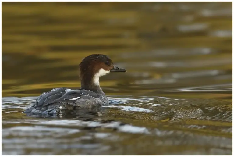 Salskrake - (Smew) - honfärgad