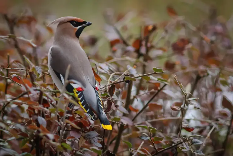 Sidensvans - Waxwing i toppen på en buske