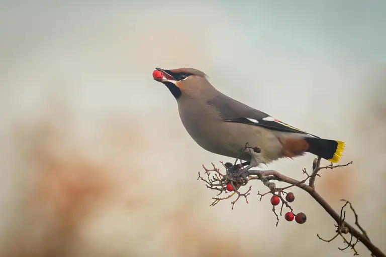 Sidensvans - Waxwing med rönnbär i näbben