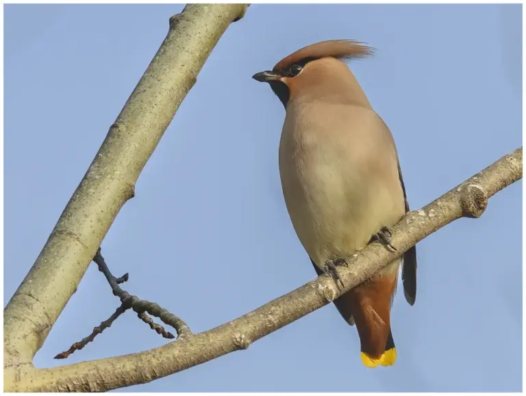 Sidensvans - Waxwing sitter i träd på en gren med blå himmel i bakgrunden