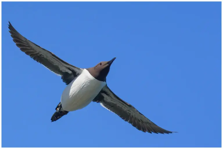 Sillgrissla - (Common Murre) - flygande