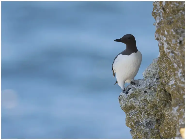 Sillgrissla - (Common Murre) - står på en klippa