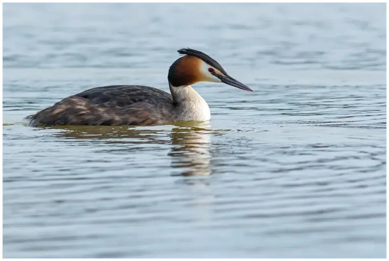 Skäggdopping - (Great Crested Grebe)