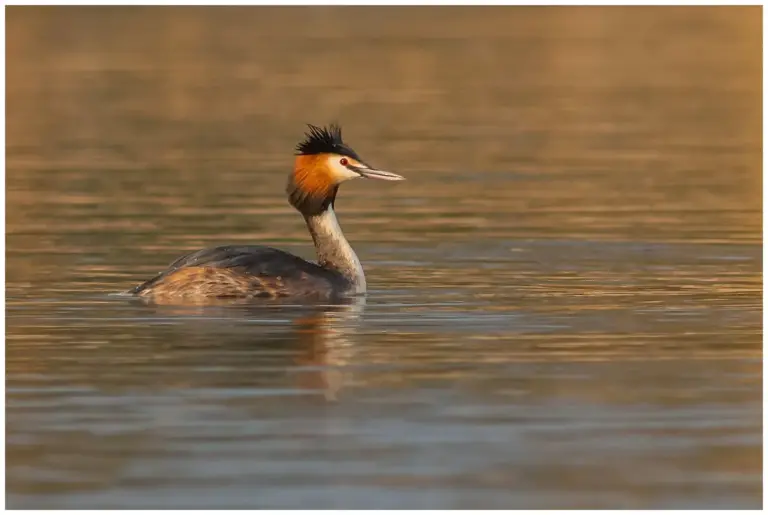 Skäggdopping - (Great Crested Grebe)