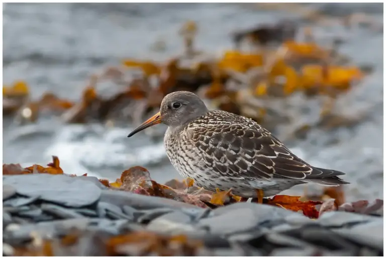 Skärsnäppa - (Purple Sandpiper)