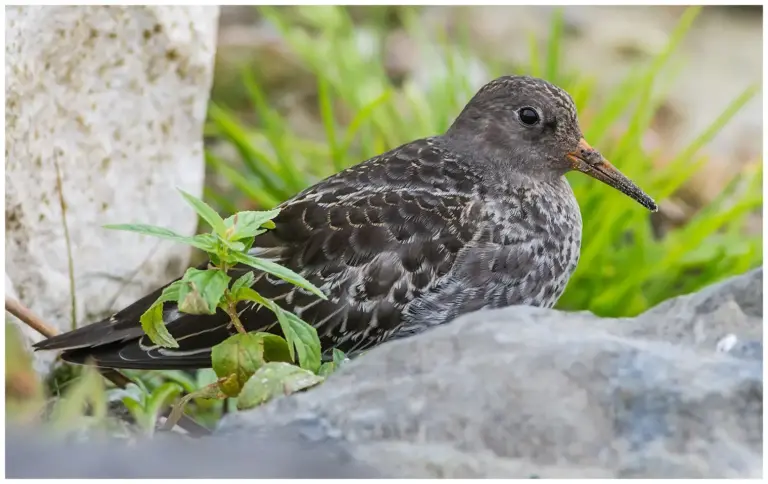 Skärsnäppa - (Purple Sandpiper)