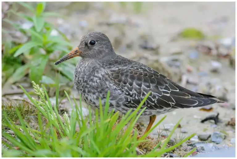 Skärsnäppa - (Purple Sandpiper) - Leonardsberg Norrköping