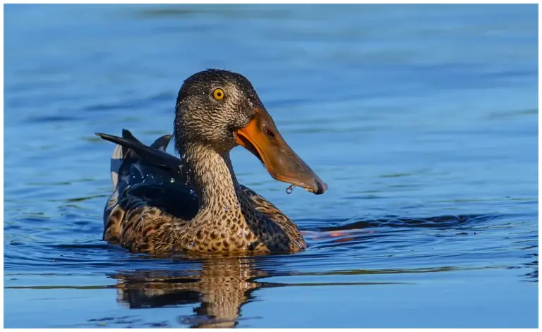 Skedand - Northern Shoveler