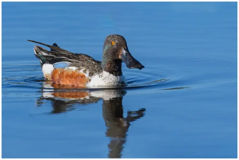 Skedand - Northern Shoveler