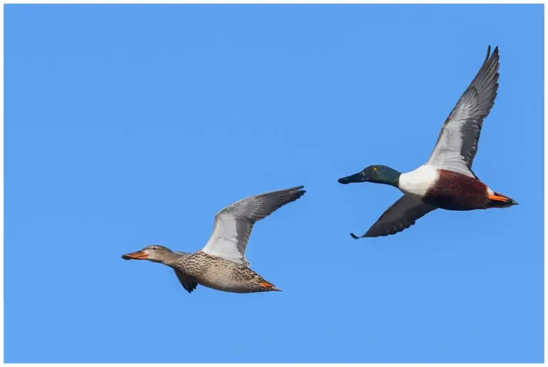 Skedand - Northern Shoveler