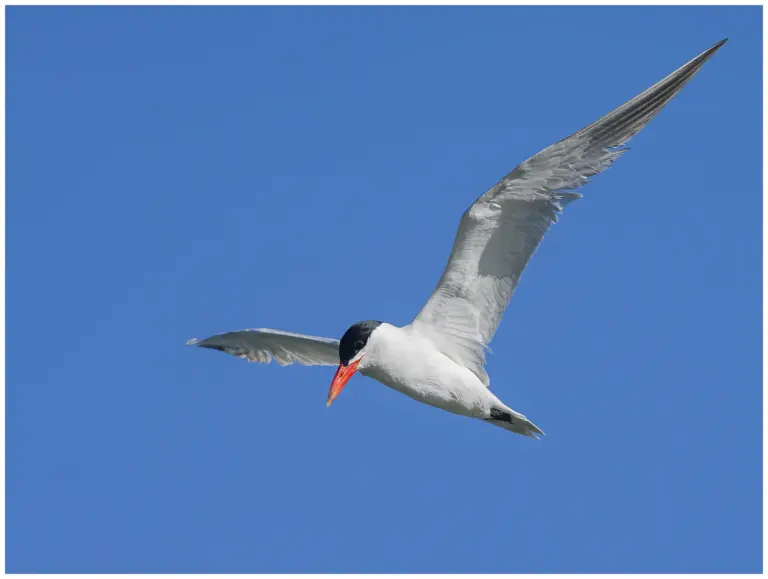 Skräntärna - (Caspian Tern)