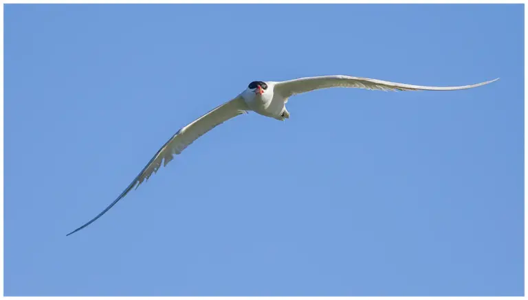 Skräntärna - (Caspian Tern)