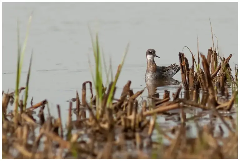 Smalnäbbad Simsnäppa – (Red-necked Phalarope)