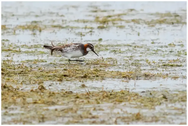 Smalnäbbad Simsnäppa – (Red-necked Phalarope)