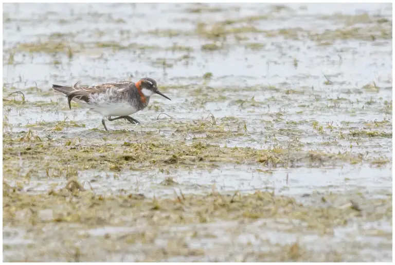 Smalnäbbad Simsnäppa – (Red-necked Phalarope)