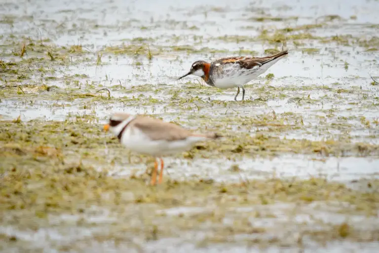 Smalnäbbad Simsnäppa – (Red-necked Phalarope)