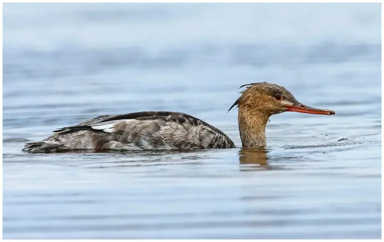 Småskrake - (Red-breasted Merganser)