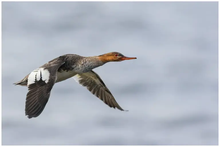 SSmåskrake - (Red-breasted Merganser)