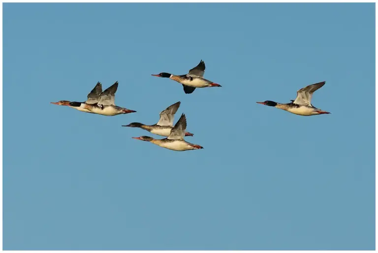 Småskrake - (Red-breasted Merganser) - sträckande