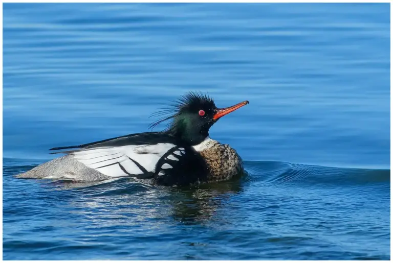 Småskrake - (Red-breasted Merganser) - hanne