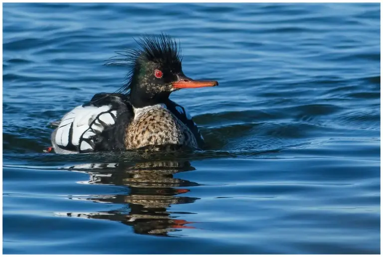 Småskrake - (Red-breasted Merganser)