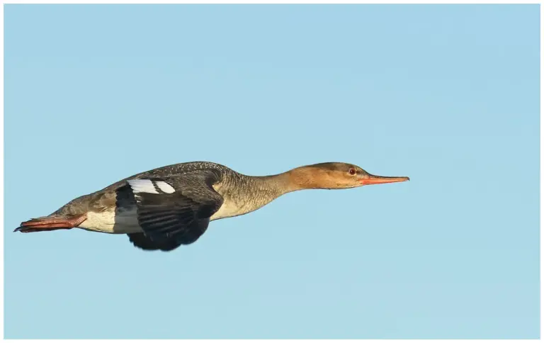 Småskrake - (Red-breasted Merganser)