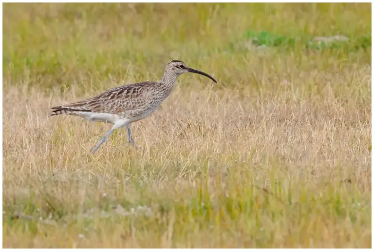 Småspov - (Whimbrel)