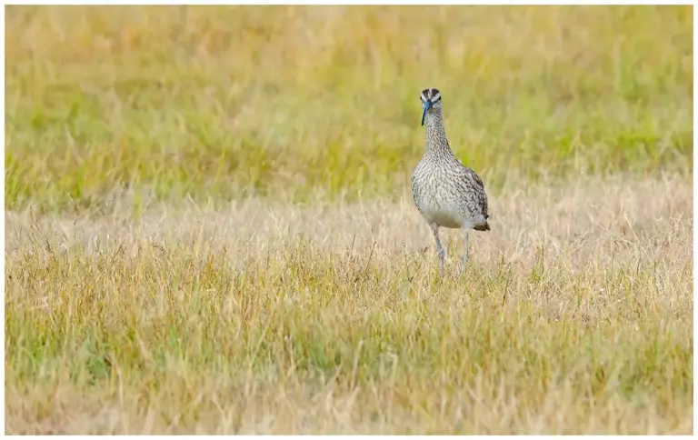 Småspov - (Whimbrel)