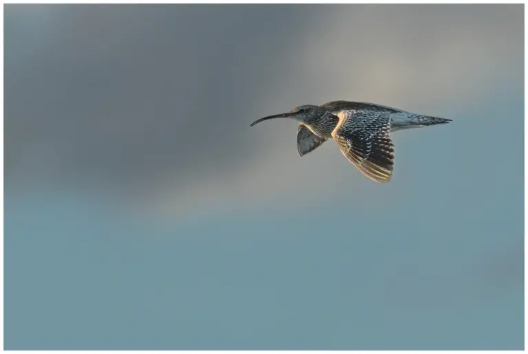 flygande Småspov - (Whimbrel)