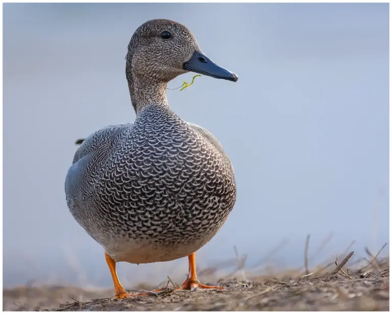 Snatterand - (Gadwall)