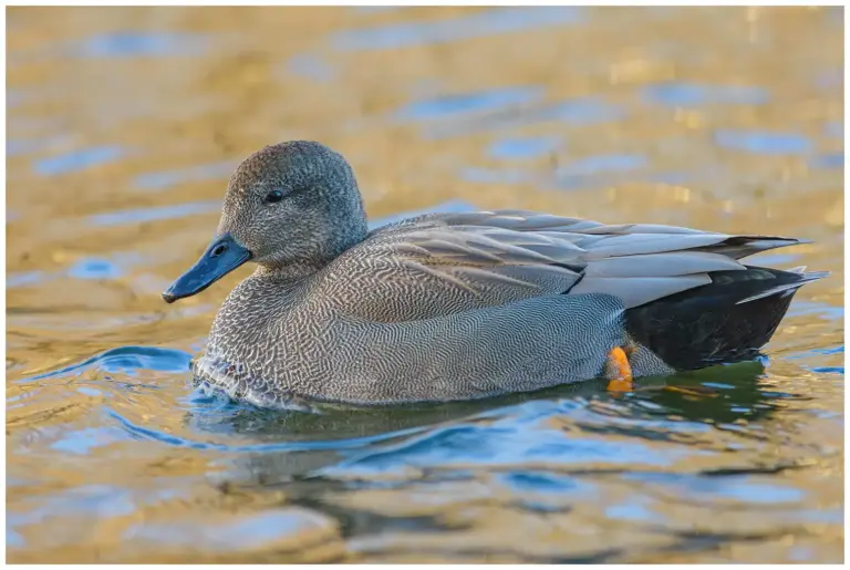 Snatterand - (Gadwall)