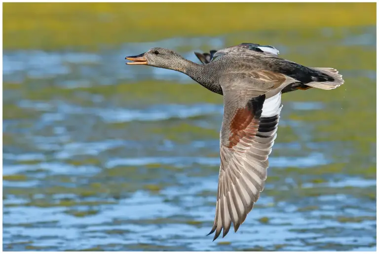 Snatterand - (Gadwall)