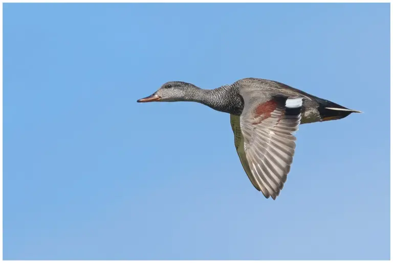 Snatterand - (Gadwall)