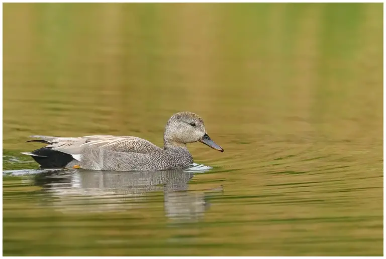 Snatterand - (Gadwall)