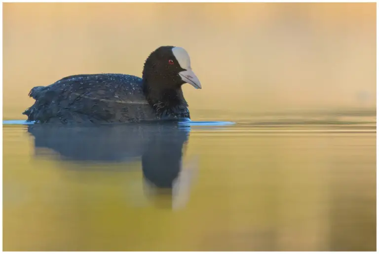 Sothöna - Eurasian Coot