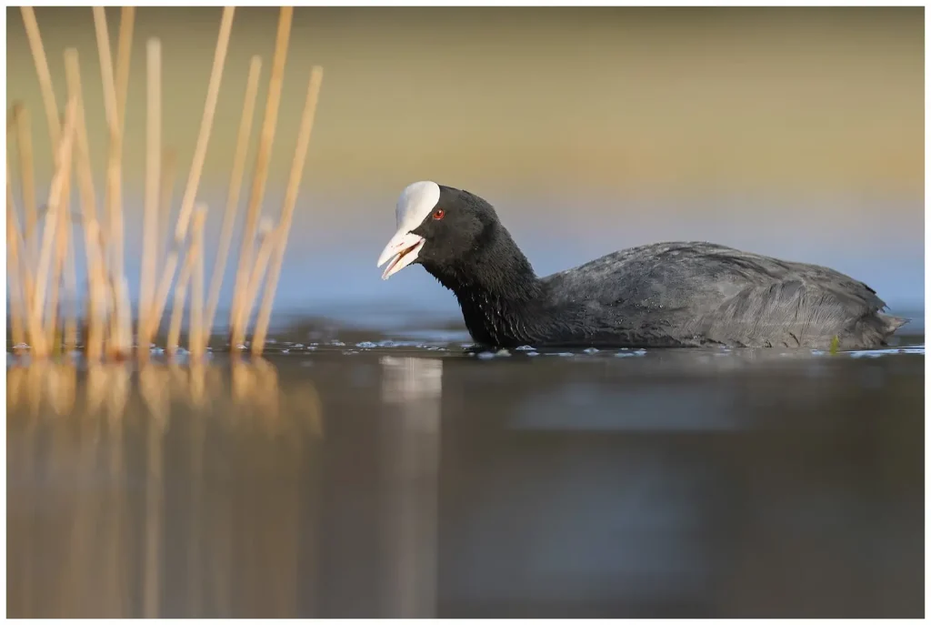 Sothöna - Eurasian Coot