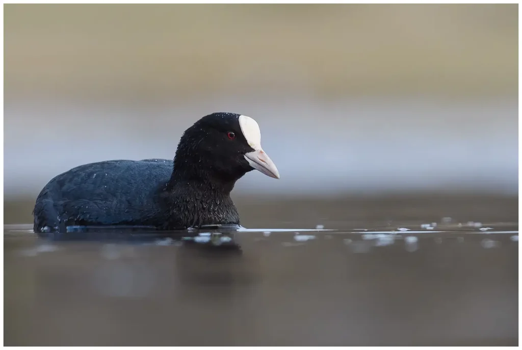 Sothöna - Eurasian Coot