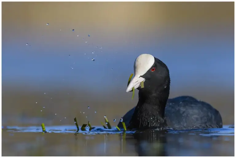 Sothöna - Eurasian Coot