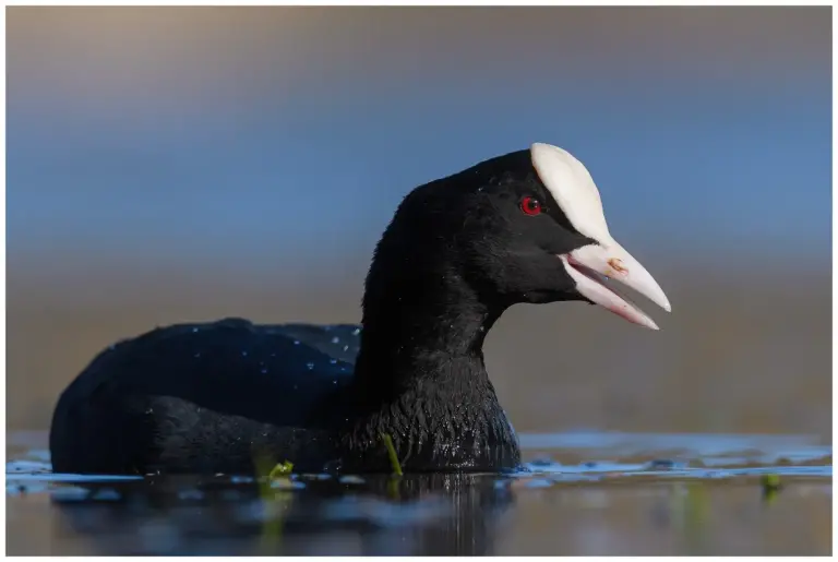 Sothöna - Eurasian Coot