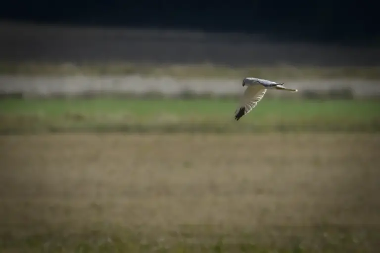 Stäpphök flygande vuxen hane