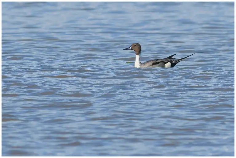 Stjärtand - (Northern Pintail) - hane