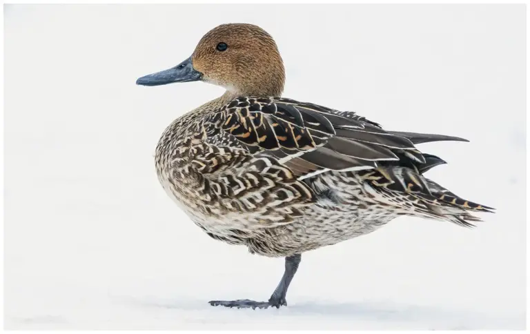 Stjärtand - (Northern Pintail) - hona