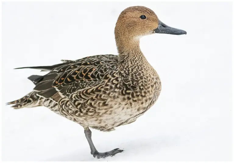 Stjärtand - (Northern Pintail)