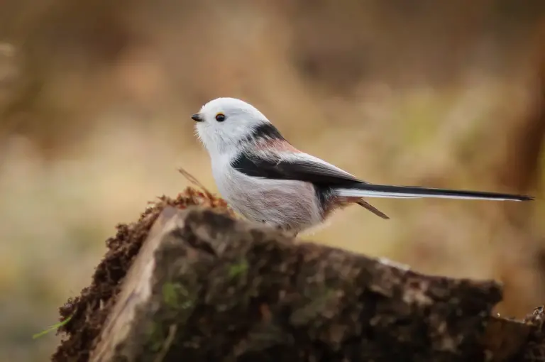 Stjärtmes - (Long-tailed Tit) - på en stubbe