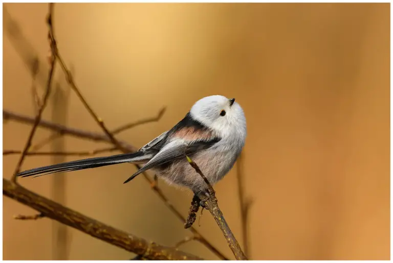 Stjärtmes - (Long-tailed Tit) - sittande på en gren och tittar upp